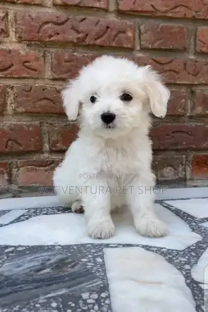 Photo - 1-3 months Male Purebred Maltese