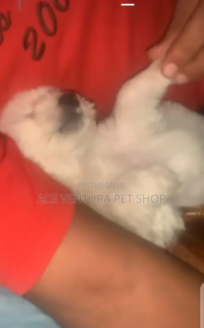 1-3 months Male Purebred Maltese