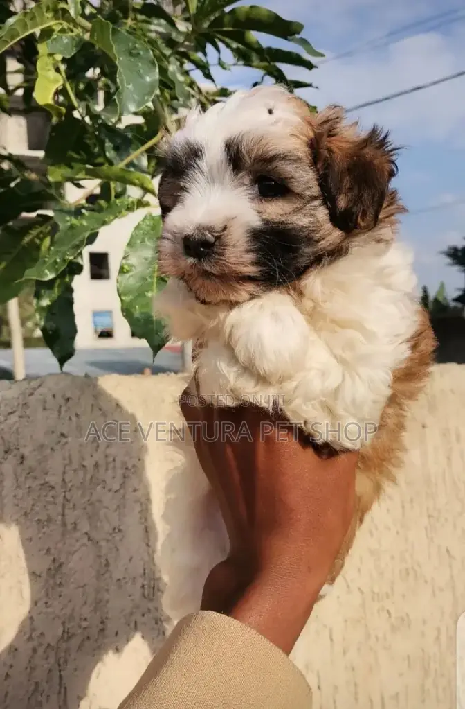1-3 months Male Purebred Maltese