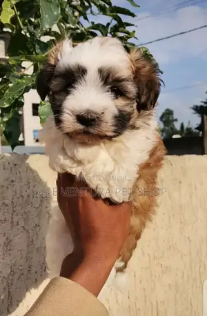 1-3 months Male Purebred Maltese
