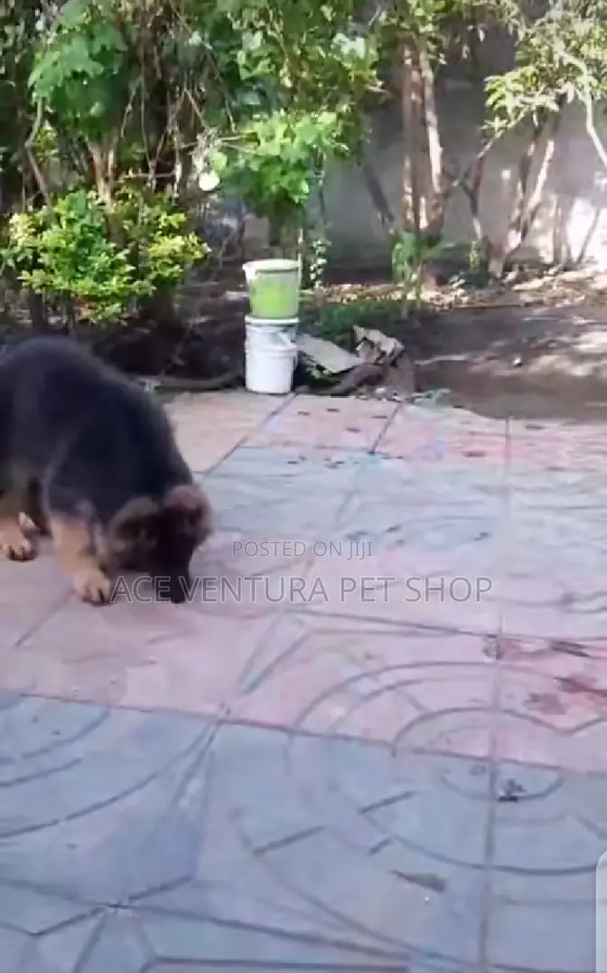 1-3 months Male Purebred German Shepherd