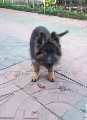 1-3 months Male Purebred German Shepherd
