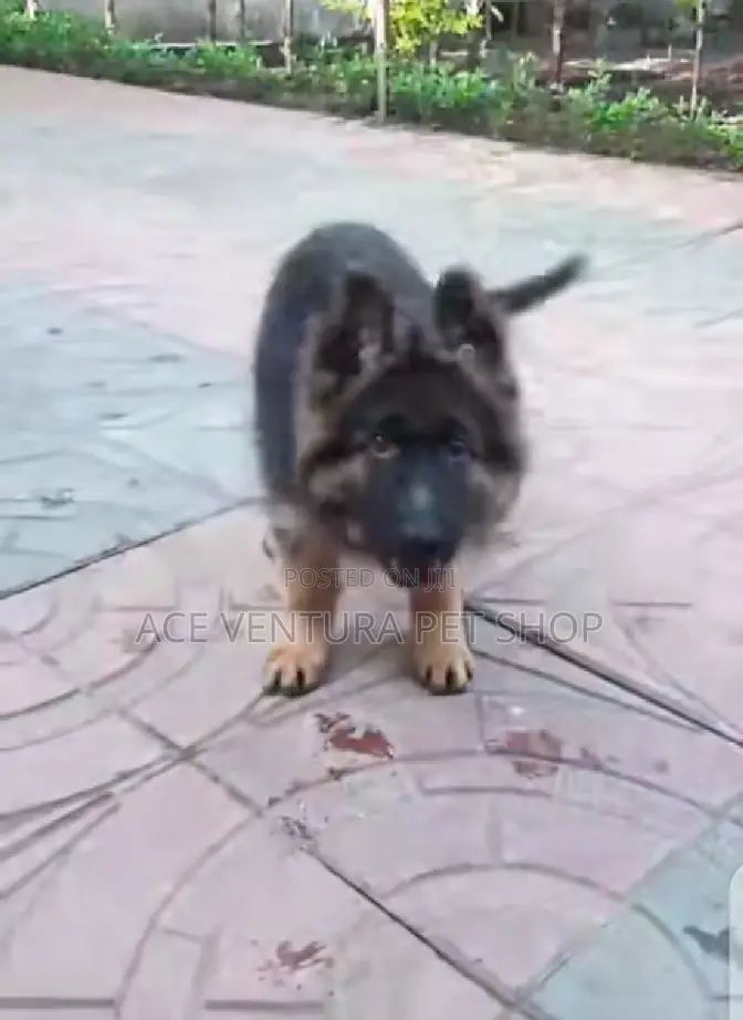 1-3 months Male Purebred German Shepherd