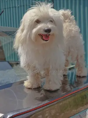 1-3 months Male Purebred Maltese