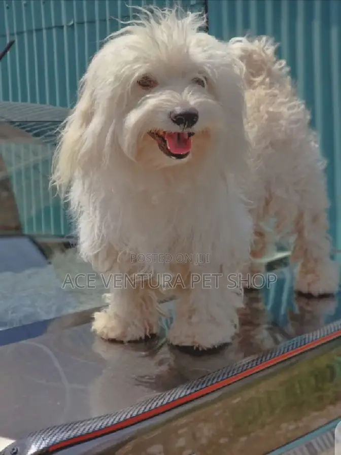 1-3 months Male Purebred Maltese