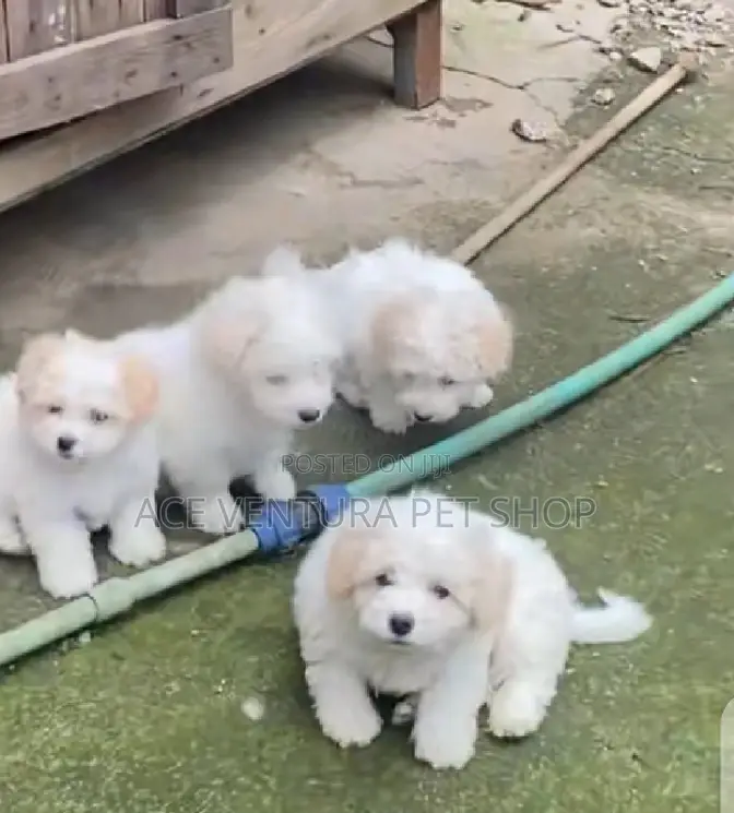 1-3 months Male Purebred Maltese