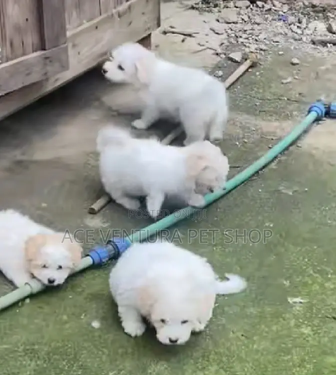 1-3 months Male Purebred Maltese