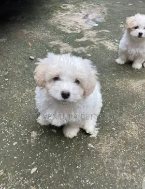 Photo - 1-3 months Male Purebred Maltese
