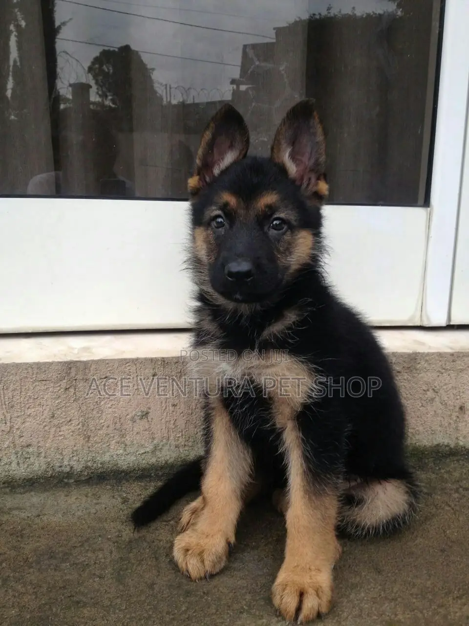 1-3 months Male Purebred German Shepherd