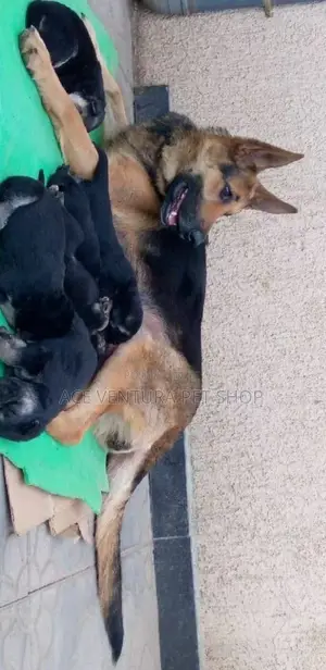 Photo - 1-3 months Male Purebred German Shepherd