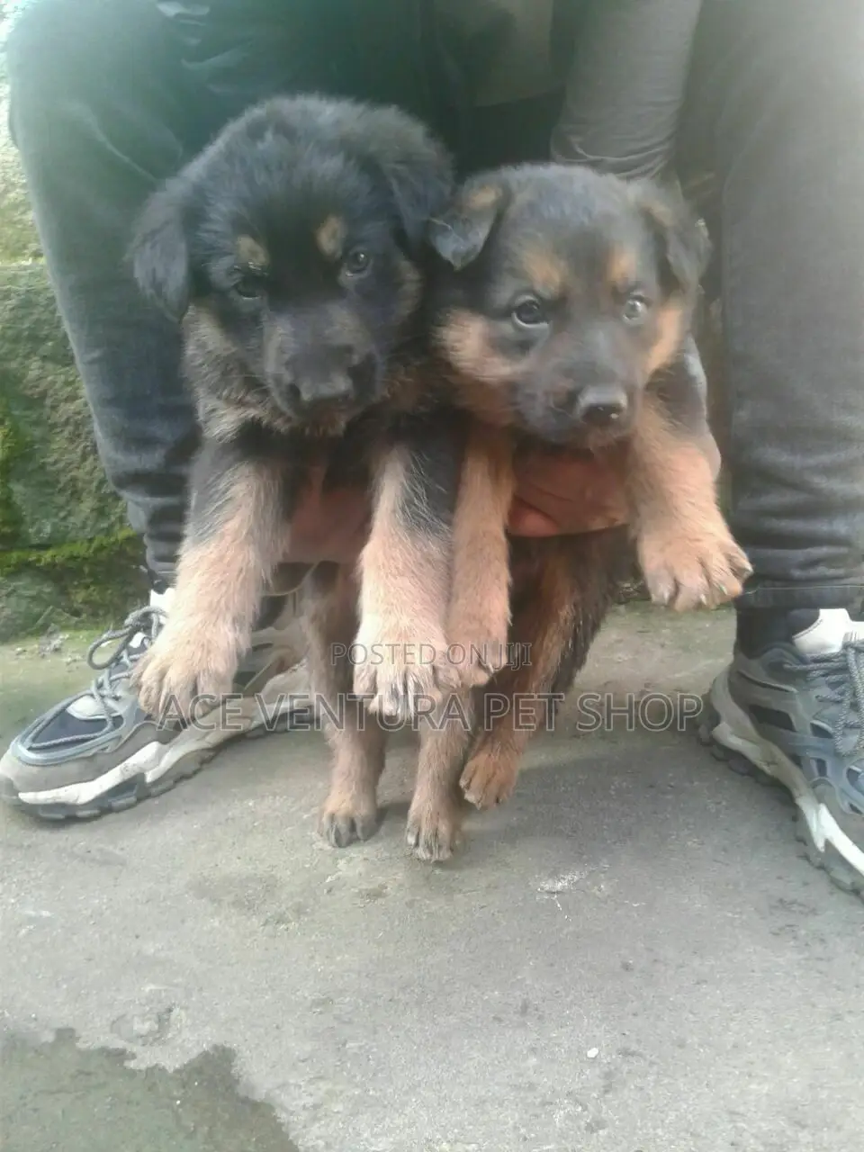 1-3 months Male Purebred German Shepherd