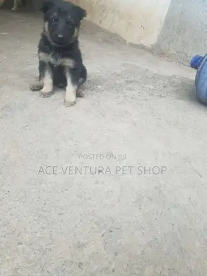 Photo - 1-3 months Male Purebred German Shepherd