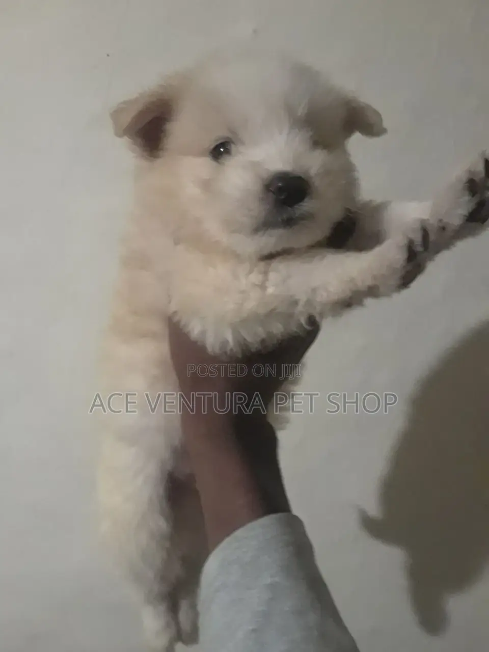 1-3 months Male Purebred Maltese