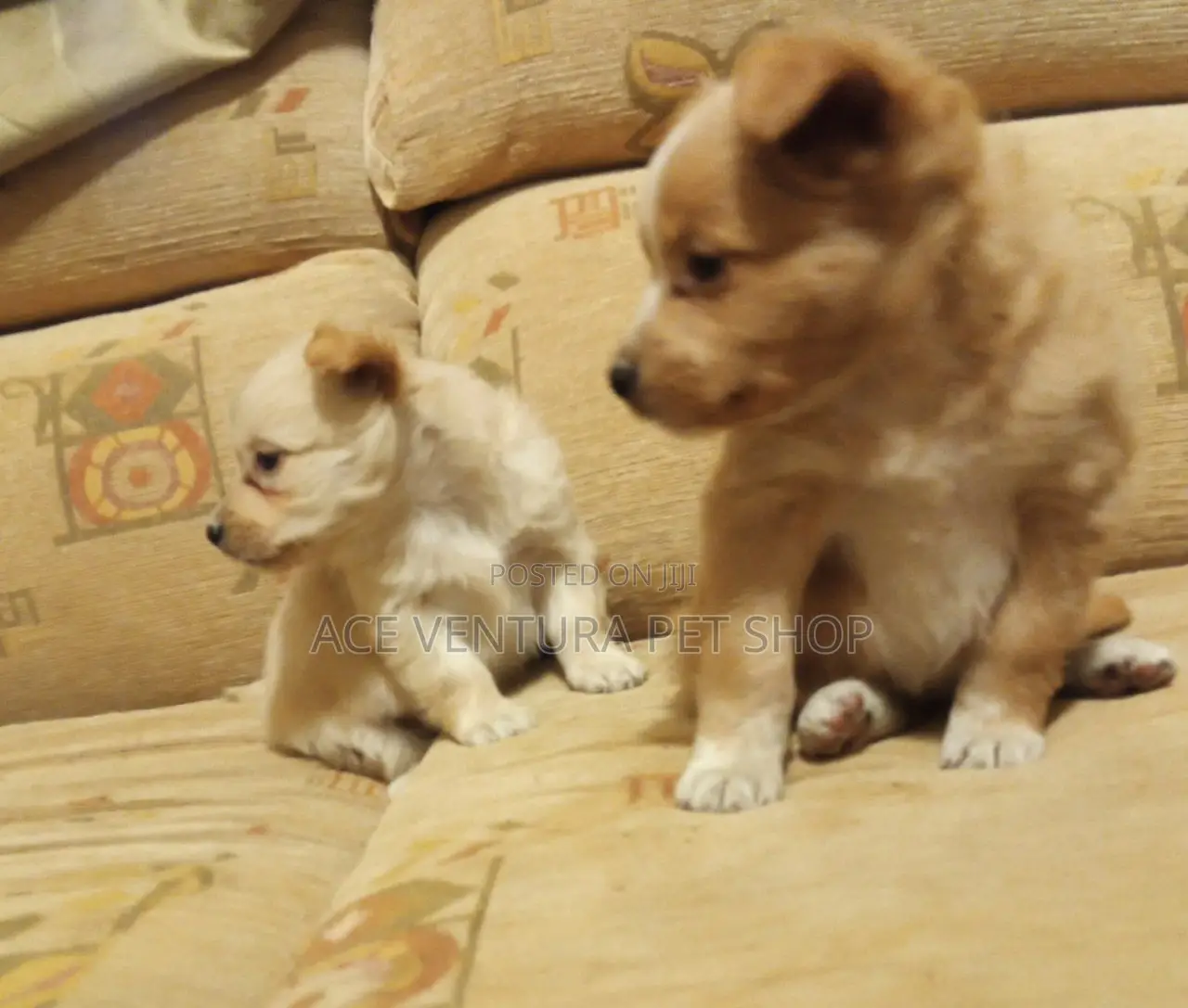 1-3 months Male Purebred Maltese