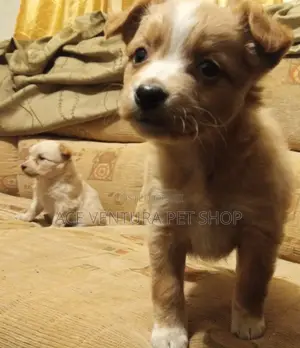 1-3 months Male Purebred Maltese