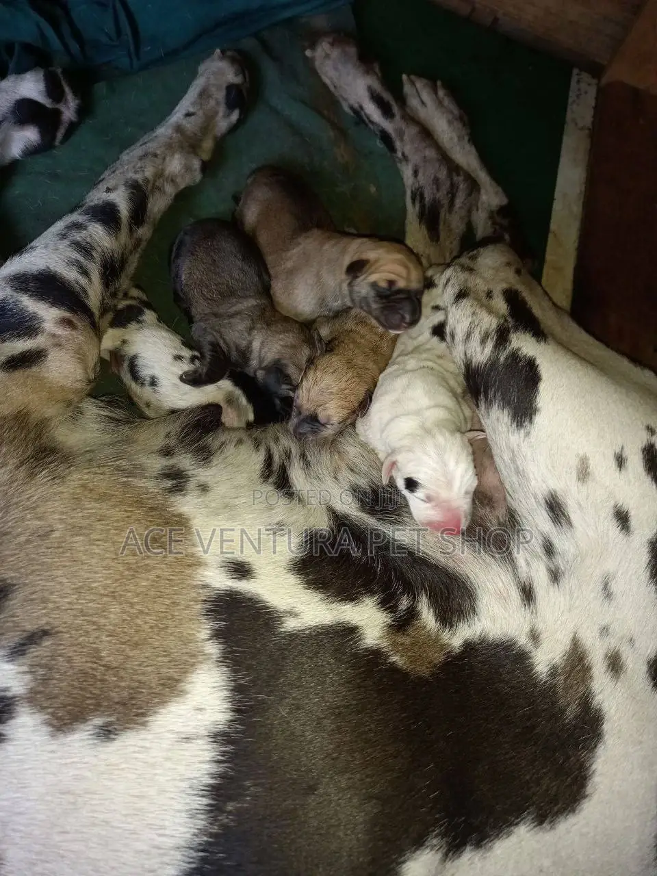 1-3 months Male Purebred Great Dane