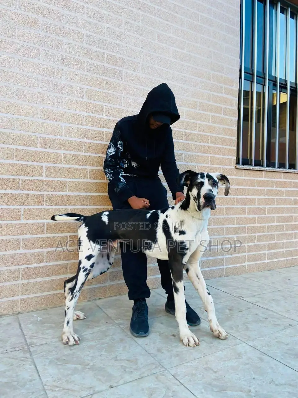 1-3 months Male Purebred Great Dane