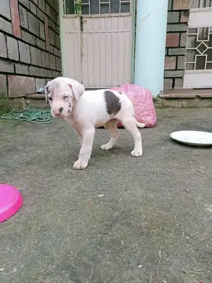 1-3 months Male Purebred Great Dane