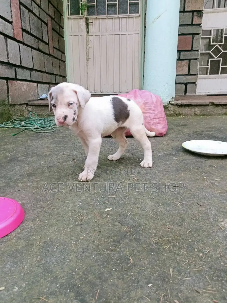 1-3 months Male Purebred Great Dane