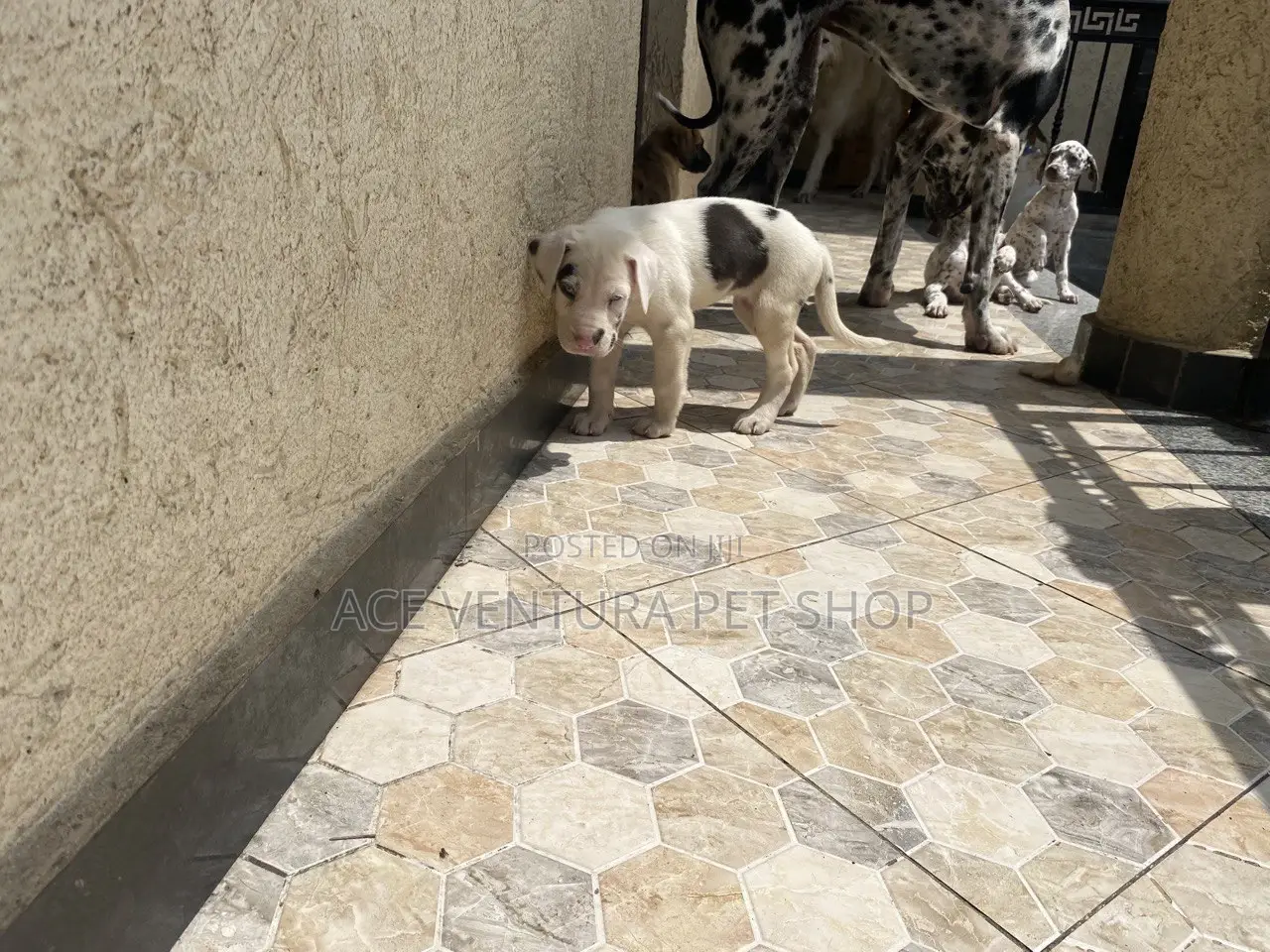 1-3 months Male Purebred Great Dane