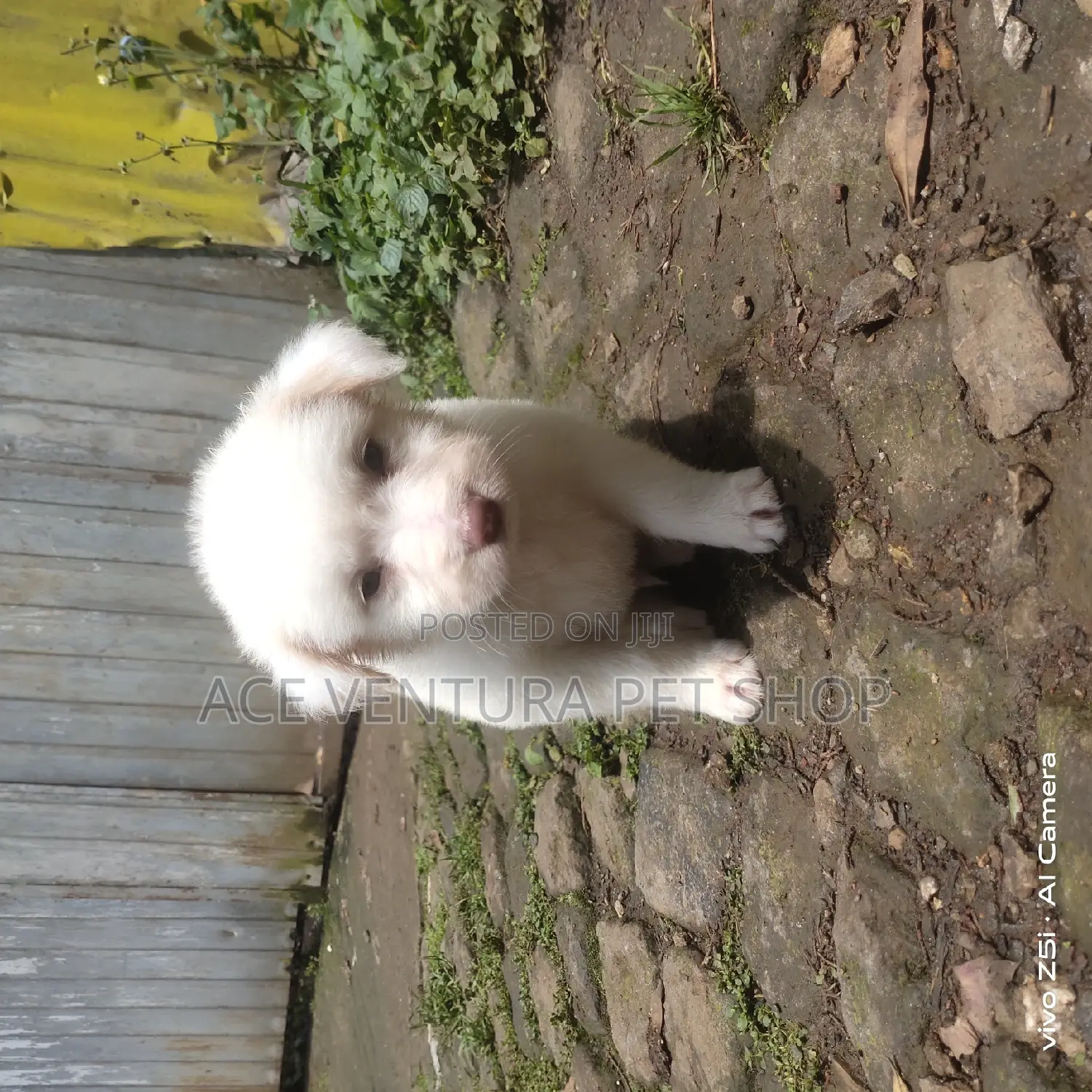 1-3 months Male Purebred Maltese