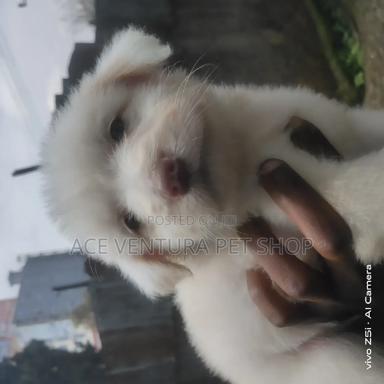 1-3 months Male Purebred Maltese