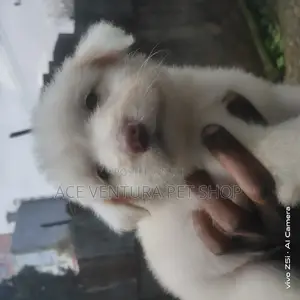 1-3 months Male Purebred Maltese