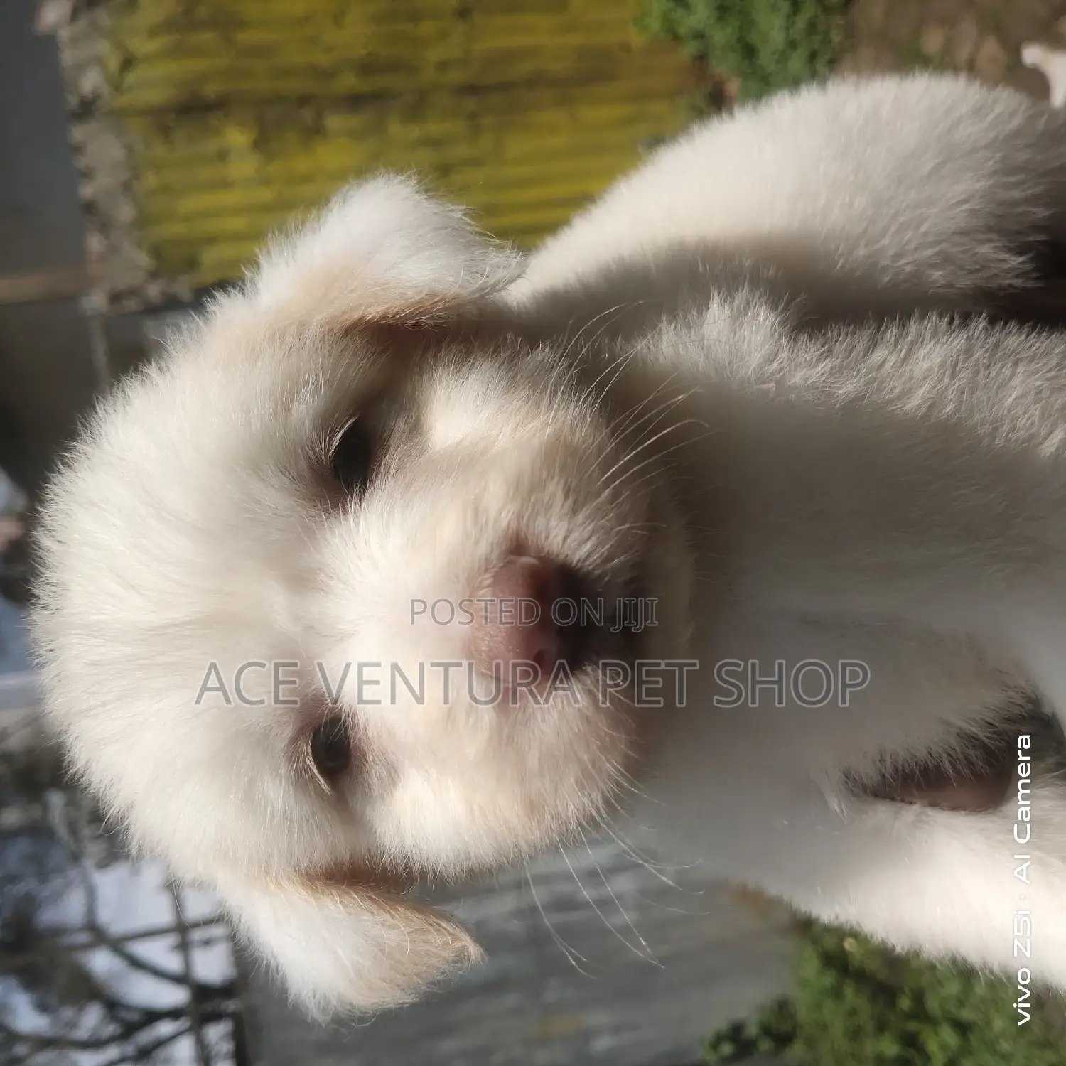 1-3 months Male Purebred Maltese