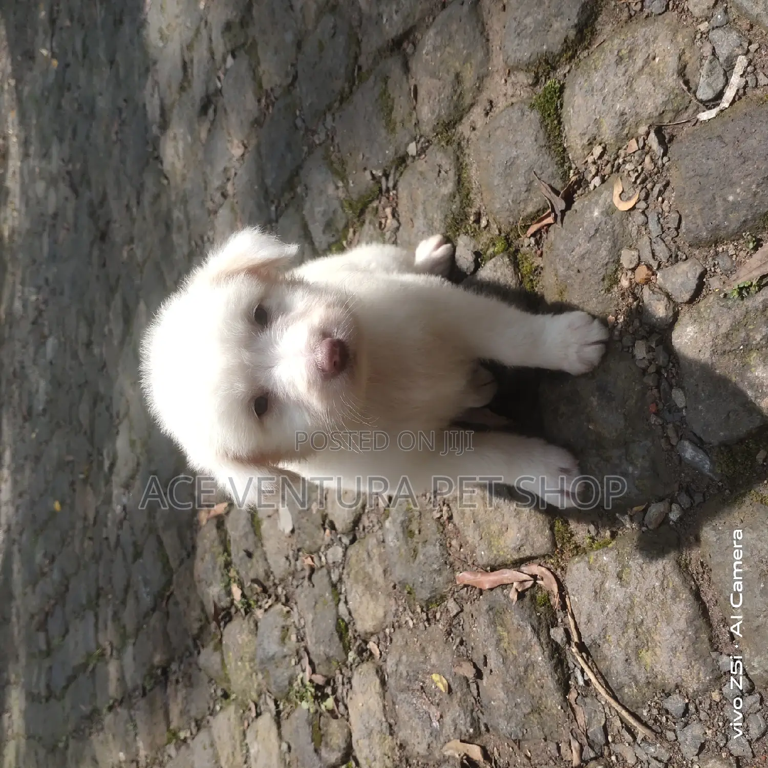 1-3 months Male Purebred Maltese