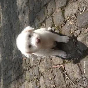 1-3 months Male Purebred Maltese