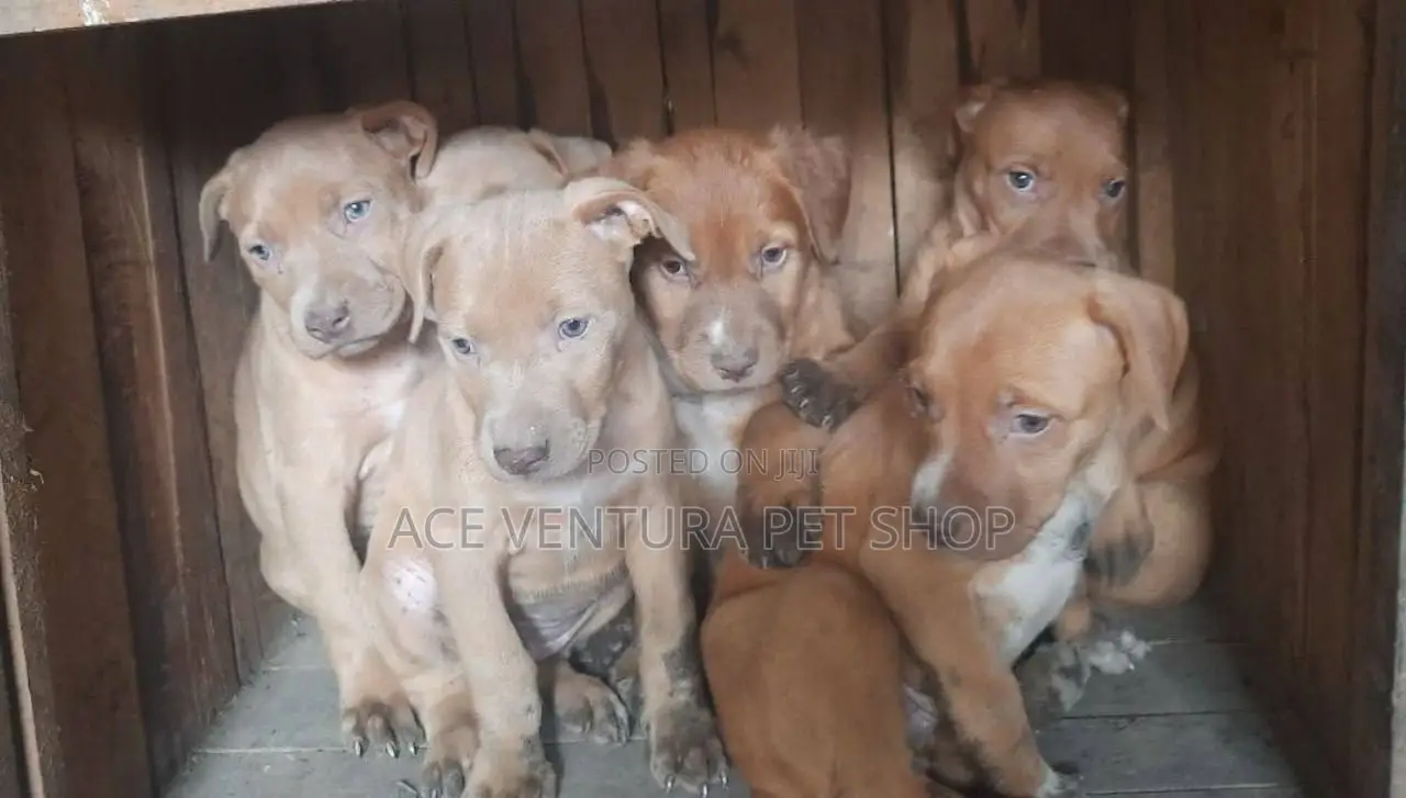 1-3 months Male Purebred American Pit Bull Terrier