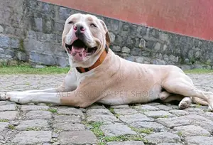 1-3 months Male Purebred American Pit Bull Terrier