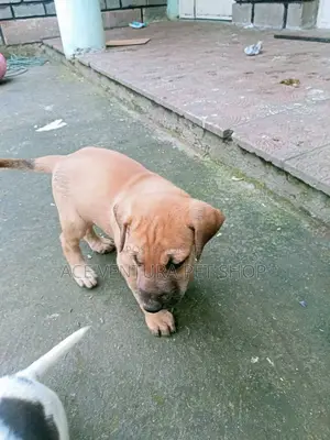 1-3 months Male Purebred American Pit Bull Terrier