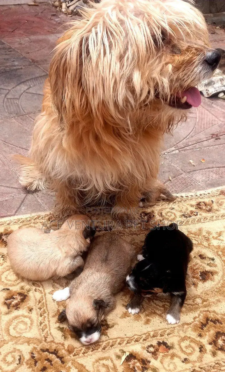 1-3 months Male Purebred Maltese