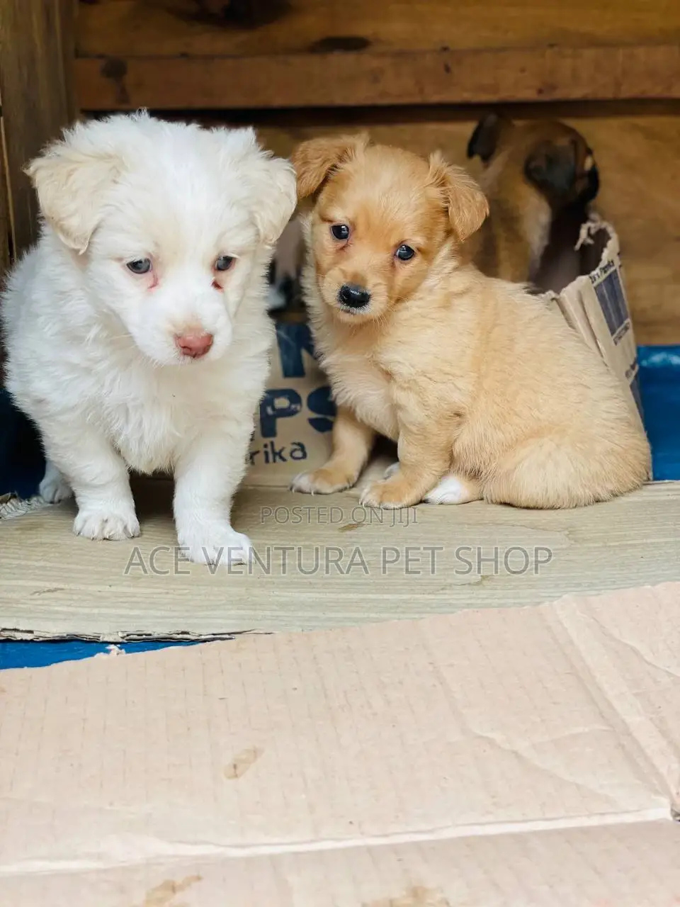 1-3 months Male Purebred Maltese