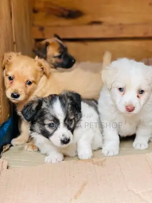 1-3 months Male Purebred Maltese