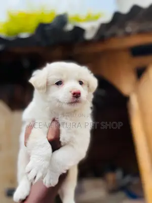 Photo - 1-3 months Male Purebred Maltese