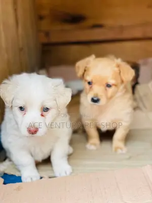 1-3 months Male Purebred Maltese