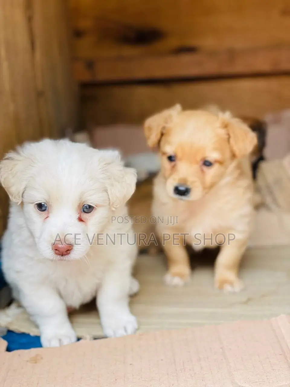 1-3 months Male Purebred Maltese