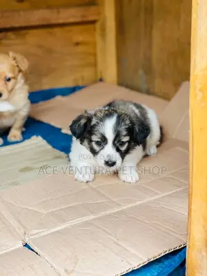 1-3 months Male Purebred Maltese