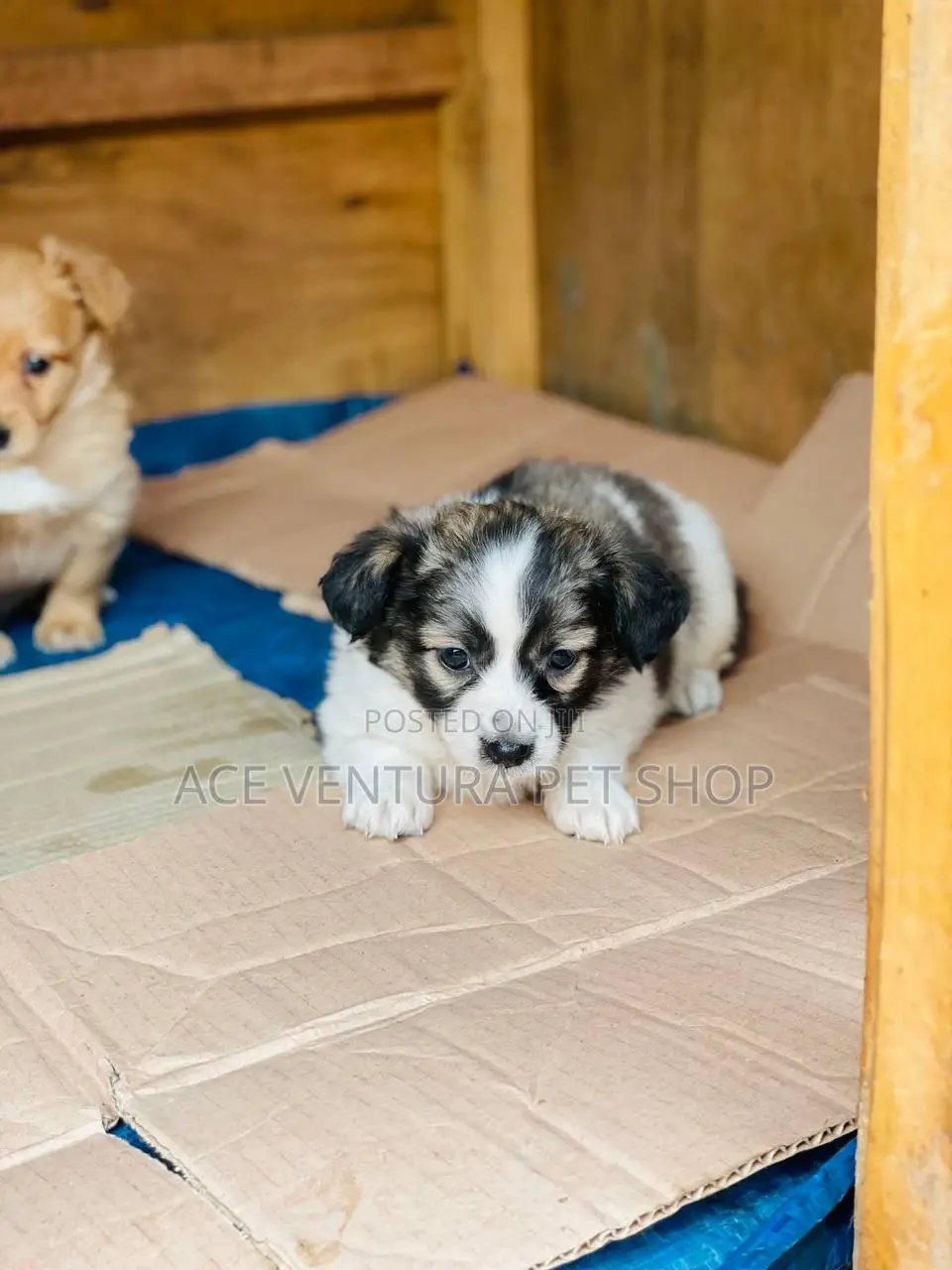 1-3 months Male Purebred Maltese