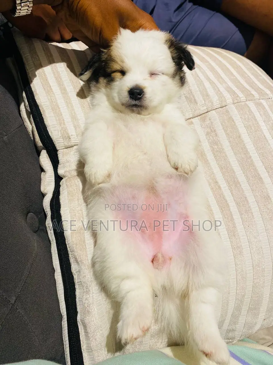 1-3 months Male Purebred Maltese