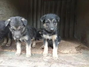 Photo - 1-3 months Male Purebred German Shepherd