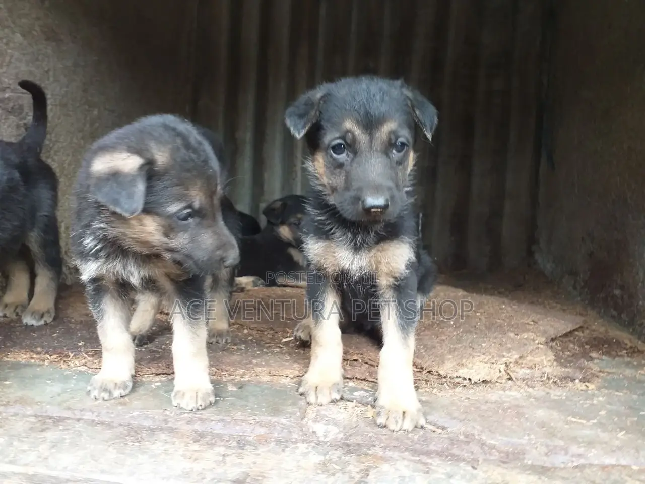 1-3 months Male Purebred German Shepherd