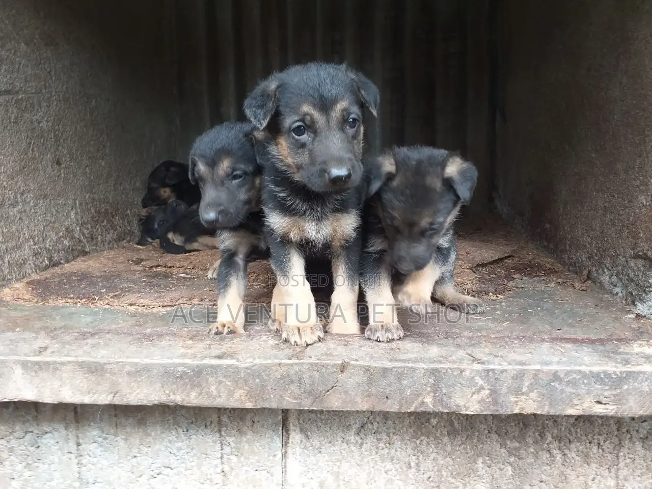 1-3 months Male Purebred German Shepherd