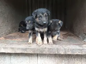 1-3 months Male Purebred German Shepherd
