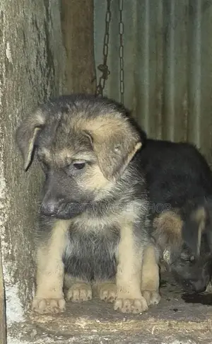 1-3 months Male Purebred German Shepherd