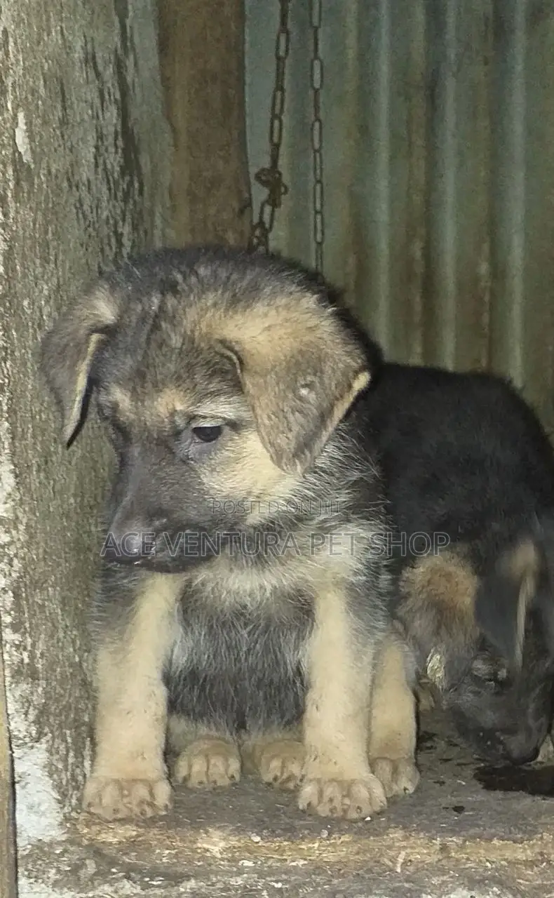 1-3 months Male Purebred German Shepherd