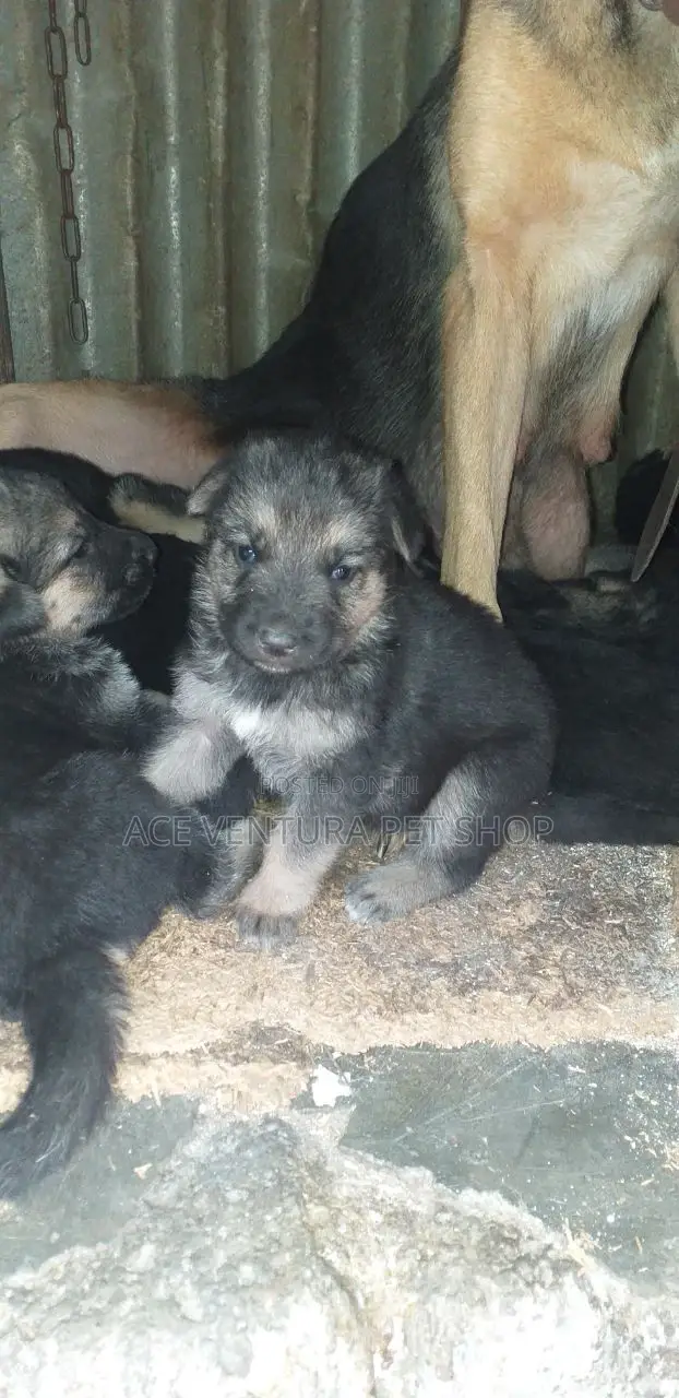 1-3 months Male Purebred German Shepherd