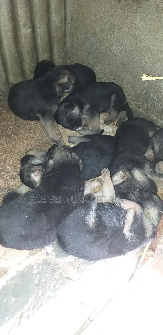 1-3 months Male Purebred German Shepherd